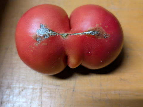 [自然栽培][訳あり規格外][リピーター多数]完熟！中玉トマト：メニーナ7kg