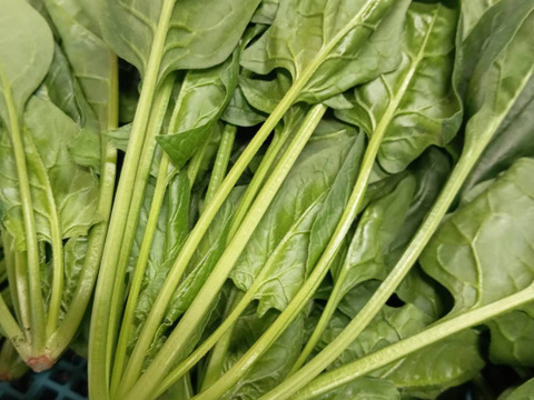 血をサラサラにしよう！新鮮ほうれん草