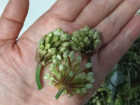 ！出荷中！行者ニンニクの花 1kg　花からも行者ニンニクの香り　幻の山菜 天ぷらやサラダの彩りにどうぞ