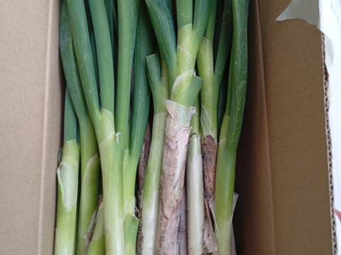 ✅薬味ネギ⭐35本→増量【40本】✅3人気✅至福の極甘ネギ✨信州産✨【特別栽培】✨【無消毒栽培】