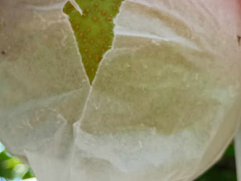 糖度13以上 BIGサイズ美味しい豊水梨5㎏箱 8～12個入り