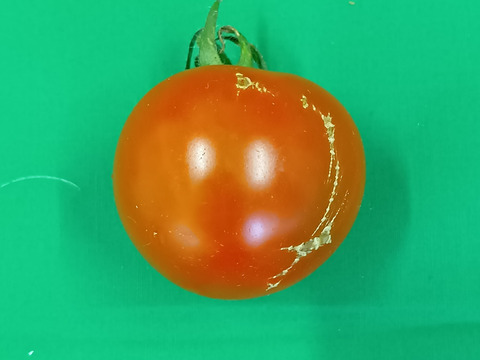 なくなり次第終了！！トマト訳アリ1.5㎏