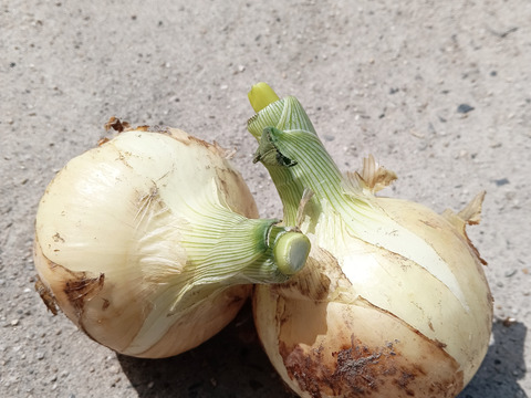 【訳あり】淡路島の春野菜！みずみずしい爽やかな辛みの新玉ねぎ(3kg)