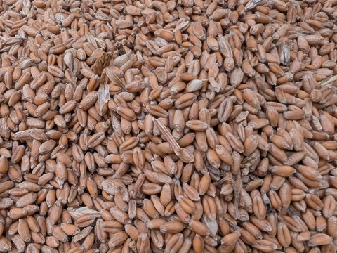 【ゲン担ぎ福袋】自然栽培トマトソース3個+全粒粉入りパスタ3袋セット