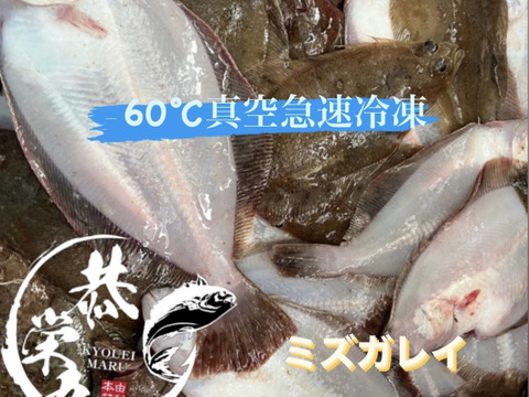 マガレイ、ミズガレイ、宗八カレイ食べ比べBOX ‼️［−60℃真空急速冷凍］