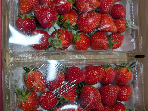 【群馬県いちご品評会【金賞🥇】受賞やよいひめ】こだわりの栽培で味が濃すぎるいちご1kg【ひな祭り、ホワイトデー、お彼岸】