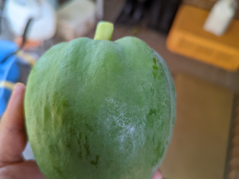 【健康気遣うあなたへ】"パパイヤの実　2kg（3~6個）& "パパイヤの葉っぱ　2枚"〜なんだこの木は？〜（天日干し出来る方限定 ）from 名水の里　神奈川県秦野市