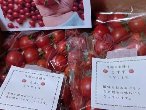 笑顔引き出す！みにとまとの食べ比べ 1kg