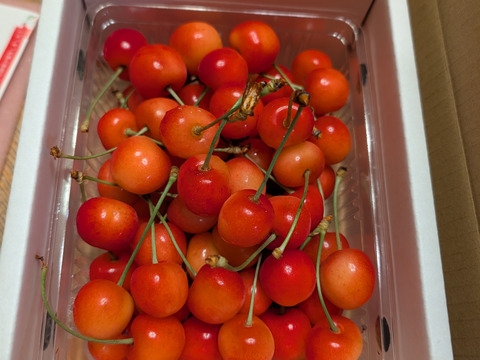 【収穫終盤限定価格】山形県東根産 佐藤錦 500g（L・Mサイズ混合）《家庭用バラ詰め》