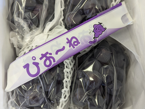 ★NEW★山梨県産 ピオ－ネ（約1.8㎏）