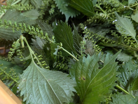 【予約増量♪】秋の味覚　プチプチ食感がクセになる　葉っぱ付き　“シソの実“😄  　200g→210g(使い切りサイズです。)  from 名水の里　神奈川県秦野市