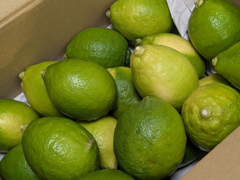 【有機JAS認証】オーガニックレモン2キロ（15個〜18個前後）極上の香りに癒されませんか？「今年もいよいよ始まります！！！」