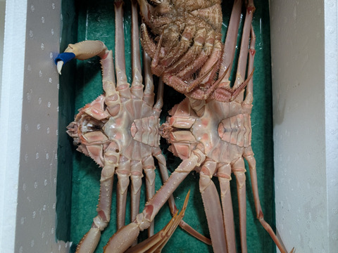 【活】or【茹で】本ズワイガニ（特大800～900g前後）″高級料亭の味をご家庭で″