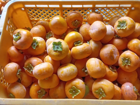 晩秋柿セット！柿約3キロ+お試しラフランス約3キロ