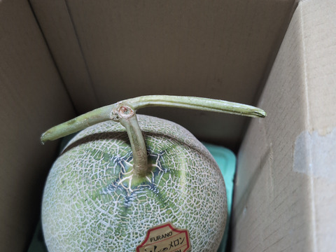 【北海道富良野産】 赤肉メロン 大1玉  ラベンダ付