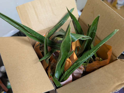 祝☆1万本販売実績達成☆一流レストラン御用達☆【お中元ギフト】日本最高峰の糖度を誇る『富士信玄とうもろこし』特大4本約1.5kg☆旬の甘い朝採れトウモロコシ【7月下旬予約】