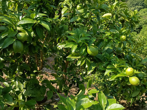 防腐剤、ワックス不使用　皮ごと使用  広島県産希少レモン 璃の香 訳あり品   ２ｋｇ(約14個入）