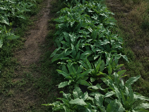 コリコリ食感！『茎レタス』※5kg以内（80サイズを）　レア野菜・乾燥させたら山くらげ