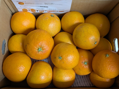 【訳あり】そらまどんな 天空の果樹園 愛媛産まどんな 3kg