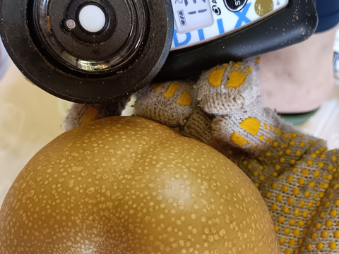 果汁たっぷり糖度13以上美味しい
大きな豊水梨 3個入り