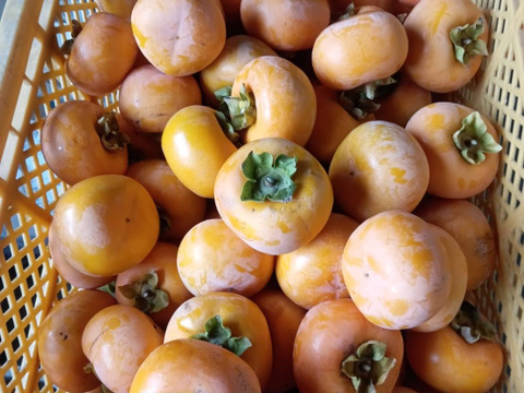 晩秋柿セット！柿約3キロ+お試しラフランス約3キロ