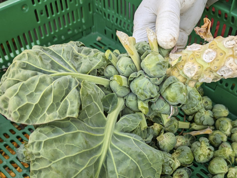 【福袋増量&割引(^^♪】双葉農園の芽キャベツ”（900g→1000g  10食分） （ちょっと割引　2580円→2500円）　【福袋】from 名水の里　神奈川県秦野市