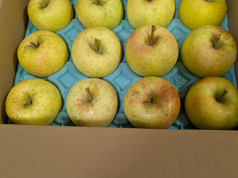 《訳あり！》星の金貨　約3kg（12個）青森県産りんご　家庭用