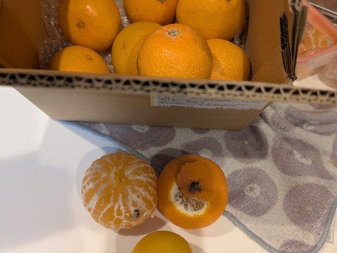 箱込約2㌔×２　マドンナ＆甘平　食べくらべセット　愛媛県オリジナルドリームタッグ　他ではないこの組み合わせ　生産者の匠の技と技術の結晶　この感動的な衝撃的なおいしさ