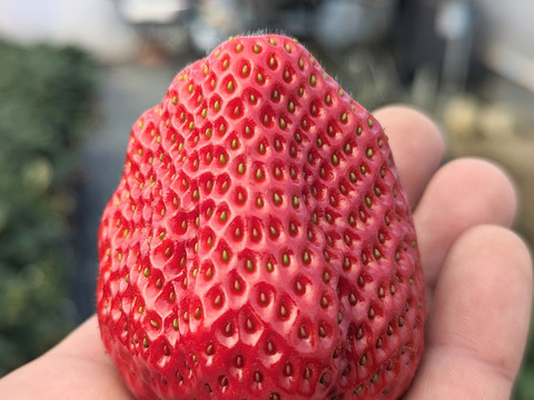 【ギフト最適】特大紅ほっぺ 200g×3p