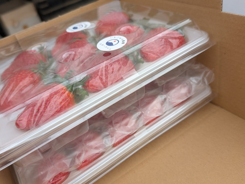 【朝採り完熟】おいＣベリー 400g×2トレー