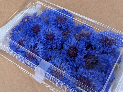 エディブルフラワーでお料理を華やかに コーンフラワー フレッシュ ブルー 30輪