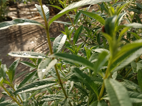 リニューアル！【ハーブティーがお好きな方に！リセット&リカバリー！】体と心に沁み渡る豊かな香りと味わい！ブレンドハーブティーバッグ3包（植物由来ティーバッグ使用、農薬化学肥料不使用）ノンカフェイン