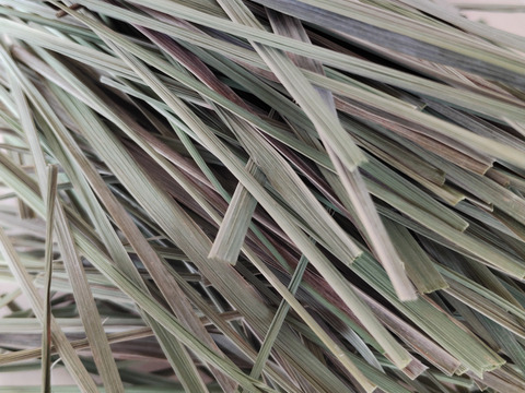 レモングラス フレッシュ 生葉 500g