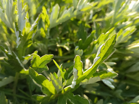 【温活に！For warm, care & heartful！】体と心に沁み渡る豊かな香りと味わい！ブレンドハーブティーバッグ3包（植物由来ティーバッグ使用、農薬化学肥料不使用）ノンカフェイン