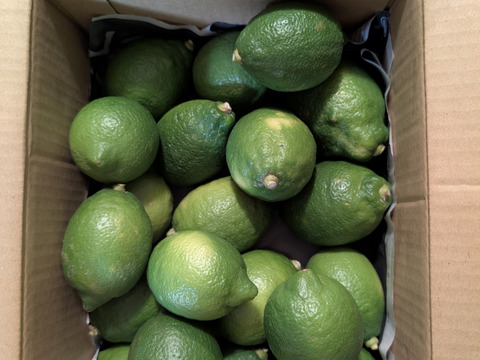 防腐剤、ワックス不使用　皮ごと使用  広島県産綺麗なレモン良品　２ｋｇ(約20個入）