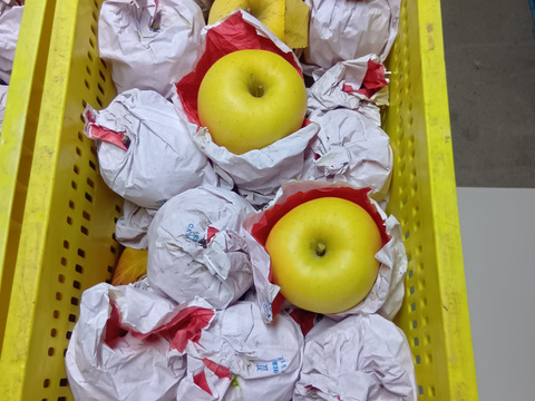 【岩手・紫波町】希少品種🍏特別栽培「はるか」5kg