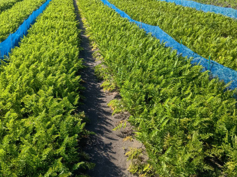 甘～い香り！生で美味しい！美潤にんじん🥕箱込み5ｋｇ