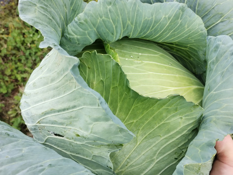 ひぐらし農場のイチオシ野菜！柔らかくあまーいキャベツ！80サイズに入るだけ!（5kg以内、4玉前後）【なべくら高原産】