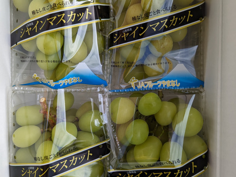 ★9月中旬発送予定★特価（山梨県産 シャインマスカット 約1.6kg）