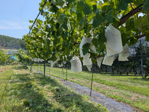 長野県限定栽培　信州上田産　『クイーンルージュ®』　贈答品質　1キロ（1キロ前後　目安2～3房）