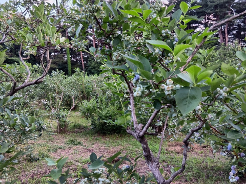 そのまま食べれる　シャリシャリ・
夏のビタミンブルーベリーMIX　冷凍　2キロセット