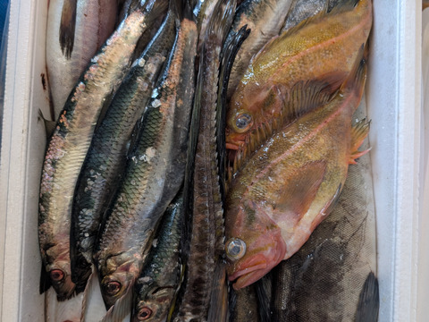 【知床らうす直送】梅コース8kg詰 (未利用魚ボックス 低利用魚も入ります) 海鮮セット 鮮魚ボックス 海鮮ボックス