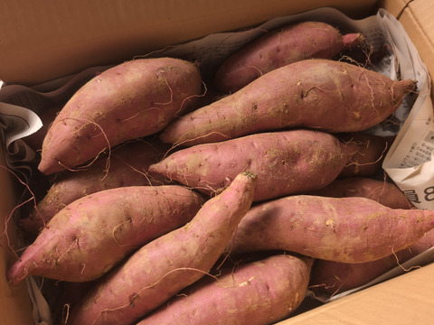 《熟成1ヶ月超えでお届け！》紅はるか（5kg）(茨城県産)・(サツマイモ)(Ⅿ～２Lサイズ)(土付き)