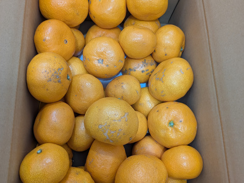 本日最終！【訳あり】濃厚なコクと酸味がおいしい！有田みかん★自家製堆肥栽培★定番5kg★和歌山★