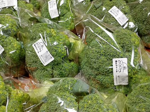 朝どれ ブロッコリー 約３Kg  ３Ｌサイズ ６個入り 収穫当日出荷