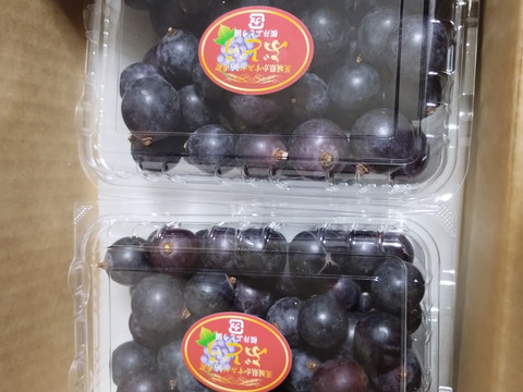 🉐天候被害訳アリ・ご家庭用向き🉐
🌿🍇🌿　　巨峰の粒ﾊﾟｯｸ　🌿🍇🌿
🔴訳有り品/粒状2Ｐ入計900ｇ位🔴