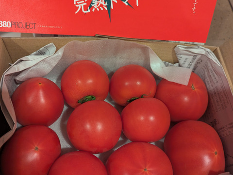 【12月再販予定】ずっしり❗️ジューシー❗️朝採り完熟トマト(規格外)