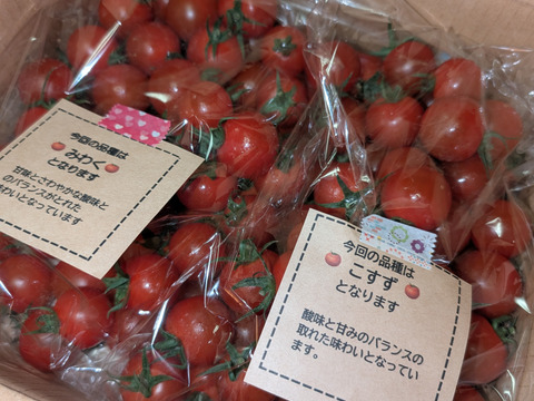 笑顔引き出す！みにとまとの食べ比べ 1.5kg