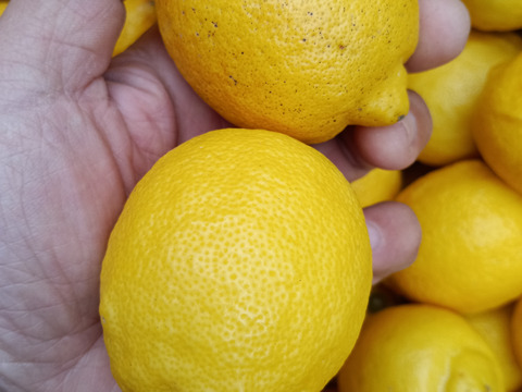 激安広島県産レモン🍋防腐剤不使用　皮ごと使える 訳あり三級品  10kg即日発送可能