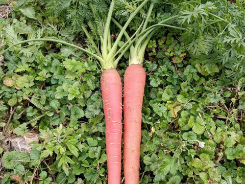 自然栽培　農薬不使用無肥料固定種 金時人参　【金時人参】2キロ　農園からほりたて土付き直送　固定種金時人参